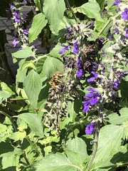 Anthidium florentinum