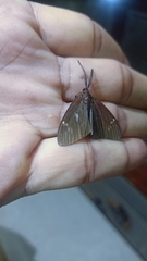 Cyclosia latipennis