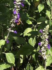 Anthidium florentinum