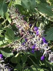 Anthidium florentinum