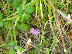 Centaurium scilloides