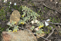 Hermannia trifoliata