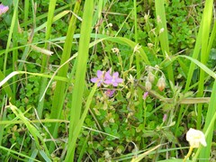 Centaurium scilloides