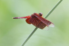 Neurothemis terminata