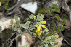 Hermannia trifoliata