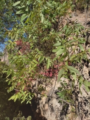 Pistacia terebinthus