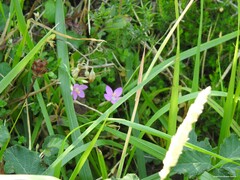 Centaurium portense