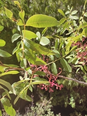Pistacia terebinthus