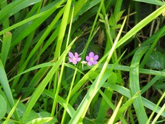 Centaurium portense