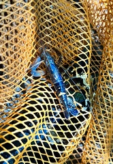 Macrobrachium malayanum