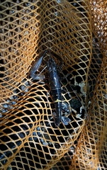 Macrobrachium malayanum