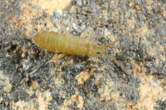 Isotomurus graminis
