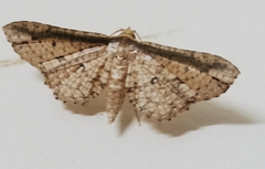 Lepidoptera