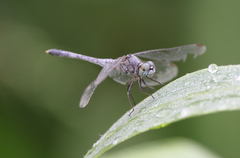 Diplacodes trivialis