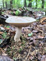 Leccinum percandidum