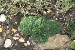 Lichtensteinia latifolia