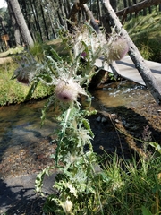 Cirsium nivale