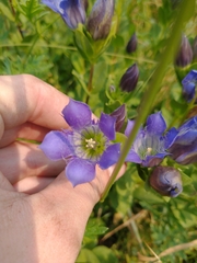 Gentiana plurisetosa