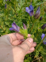 Gentiana plurisetosa