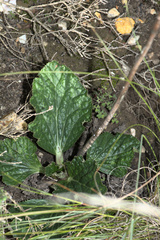 Lichtensteinia latifolia