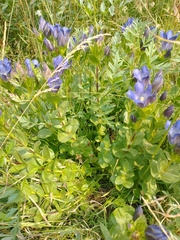 Gentiana plurisetosa