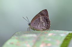 Arhopala eucolpis