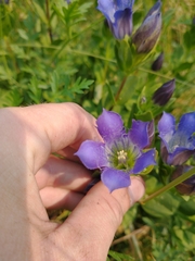 Gentiana plurisetosa