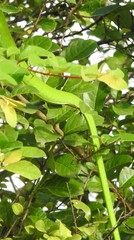 Ahaetulla