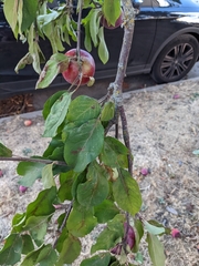 Prunus domestica