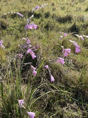 Dierama pendulum