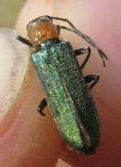 Anogcodes seladonius