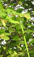 Ahaetulla
