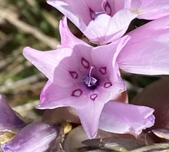 Dierama pendulum