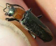 Anogcodes seladonius