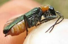 Anogcodes seladonius