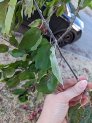 Prunus domestica