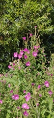 Epilobium hirsutum