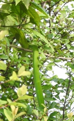 Ahaetulla