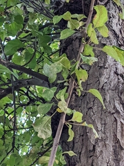 Prunus domestica
