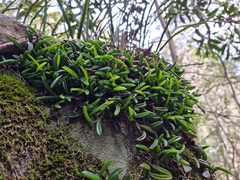 Bulbophyllum shepherdii