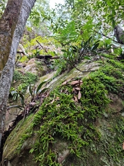 Bulbophyllum shepherdii