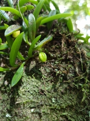 Bulbophyllum shepherdii