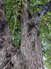 Prunus domestica