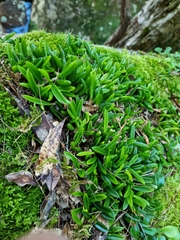 Bulbophyllum shepherdii