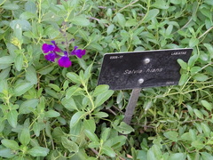 Salvia hians