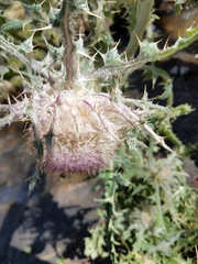 Cirsium nivale