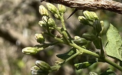 Brachylaena discolor
