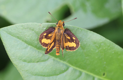 Taractrocera luzonensis