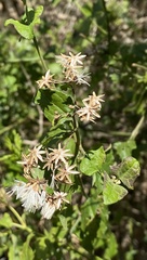 Brachylaena discolor