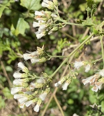 Brachylaena discolor